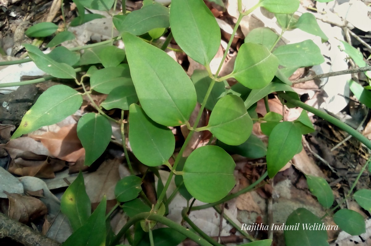 Jasminum angustifolium (L.) Willd.